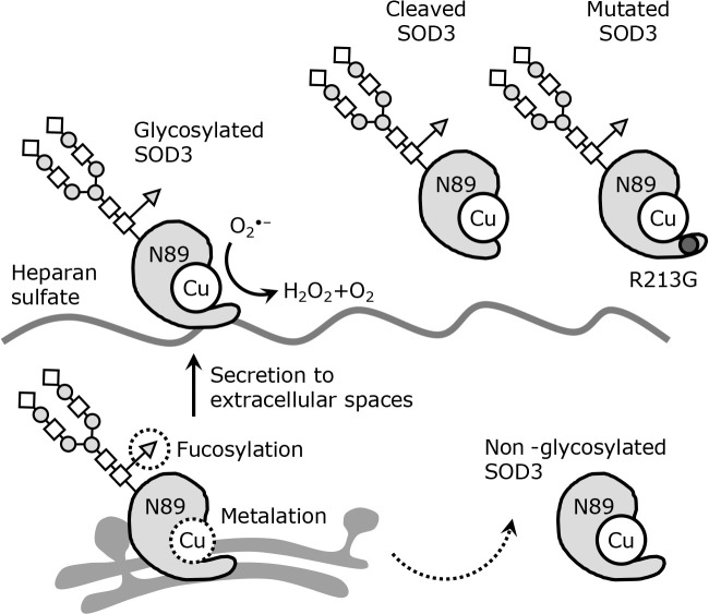 Role of copper and SOD3-mediated extracellular redox regulation in tumor progression.