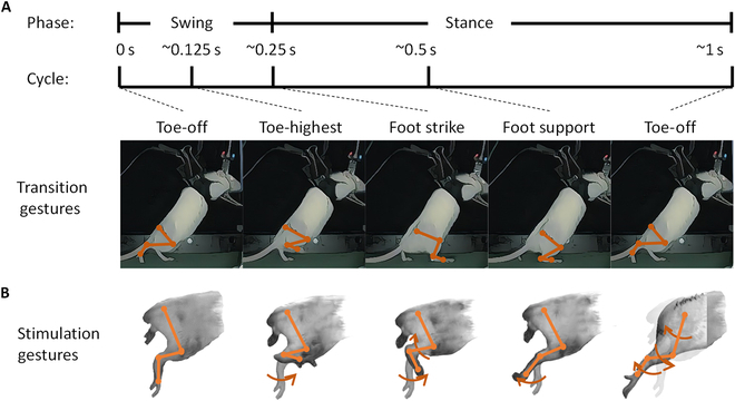 Biomimetic Peripheral Nerve Stimulation Promotes the Rat Hindlimb Motion Modulation in Stepping: An Experimental Analysis.