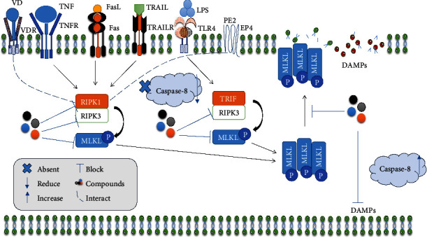 The Function of Necroptosis and Its Treatment Target in IBD.