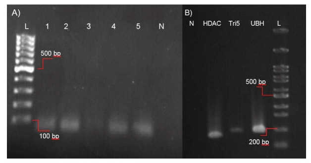 The Histone Deacetylase Inhibitor Trichostatin-A Modifies the Expression of Trichothecene Mycotoxin Regulatory Gene <i>Tri5</i> in <i>Fusarium graminearum</i>.