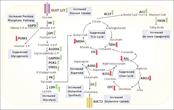 Cross talk between genetics and biochemistry in the pathogenesis of hepatocellular carcinoma.