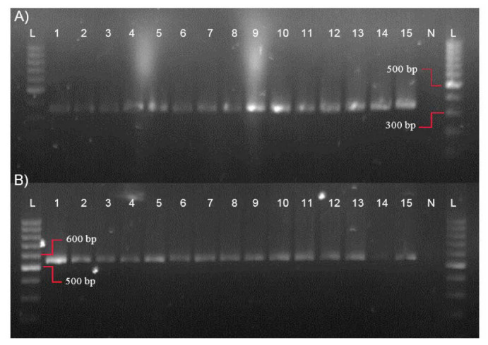 The Histone Deacetylase Inhibitor Trichostatin-A Modifies the Expression of Trichothecene Mycotoxin Regulatory Gene <i>Tri5</i> in <i>Fusarium graminearum</i>.