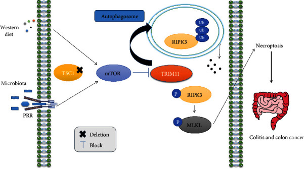 The Function of Necroptosis and Its Treatment Target in IBD.