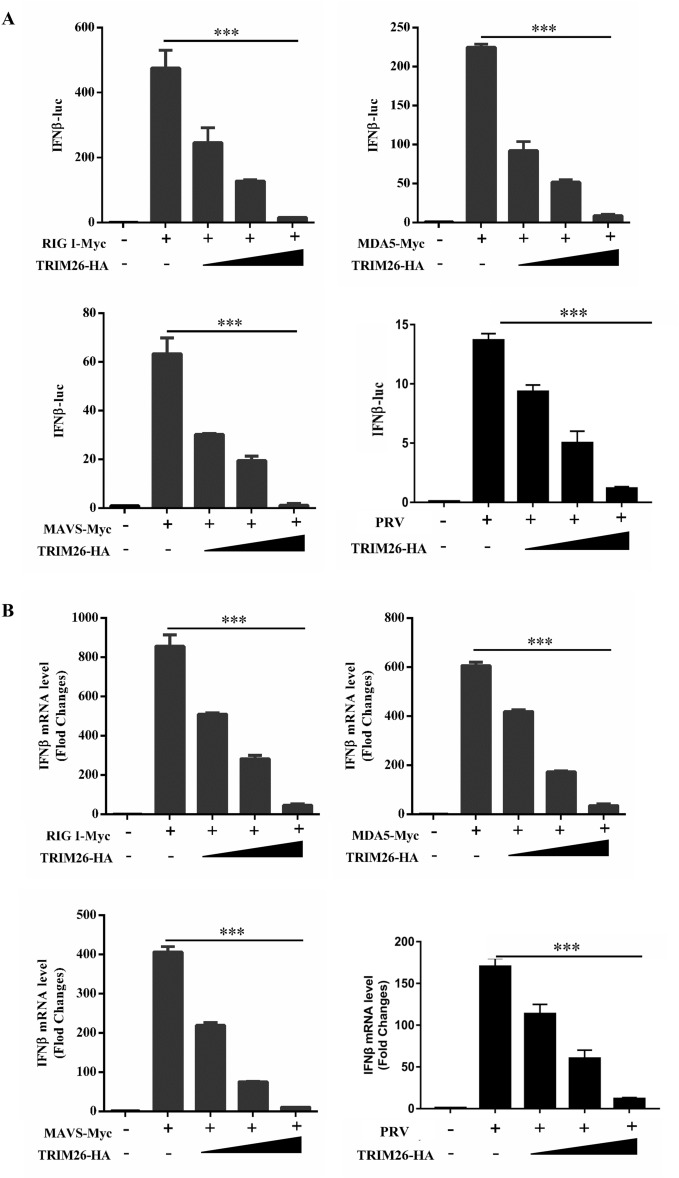 TRIM26 facilitates PRV infection through NDP52-mediated autophagic degradation of MAVS.