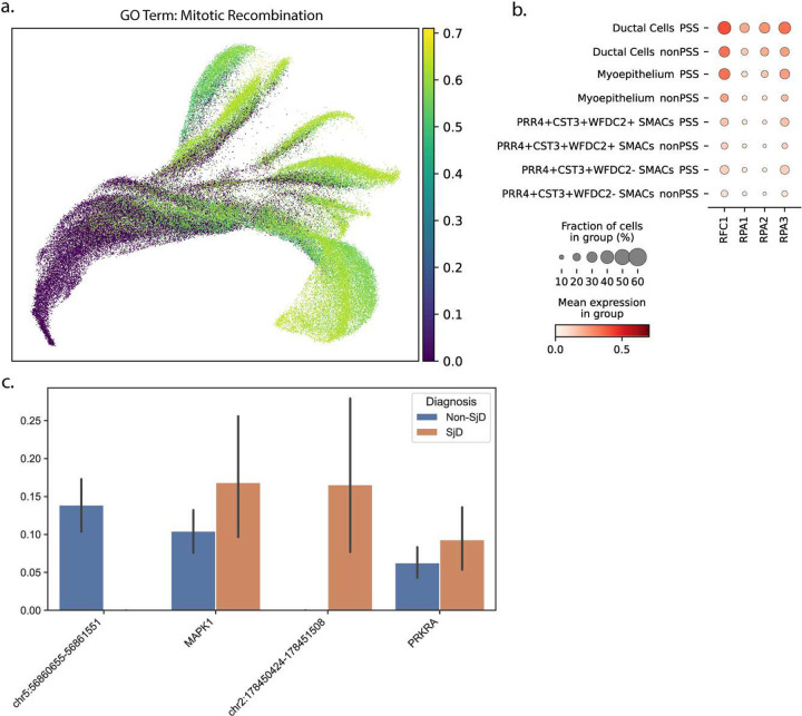 GZMK+CD8+ T cells Target A Specific Acinar Cell Type in Sjögren's Disease.