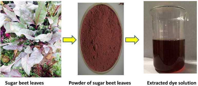 Sugar beet (<i>Beta vulgaris</i> L.) leaves as natural colorant for cotton dyeing using an ecofriendly approach toward industrial progress.