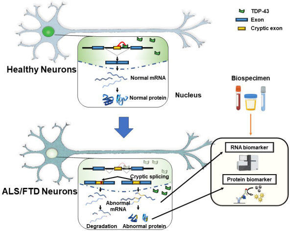 Abnormal Splicing Events due to Loss of Nuclear Function of TDP-43: Pathophysiology and Perspectives.