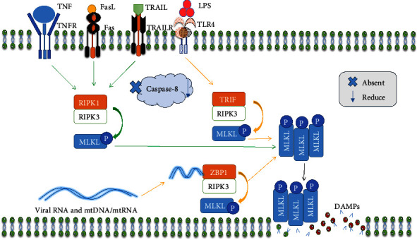 The Function of Necroptosis and Its Treatment Target in IBD.