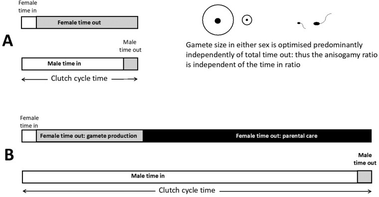 The correlation between anisogamy and sexual selection intensity-the broad theoretical predictions.
