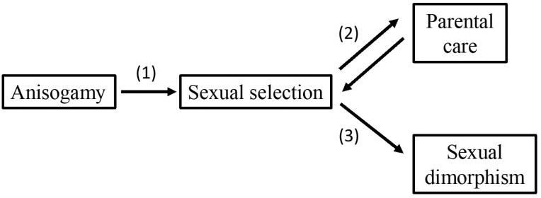 The correlation between anisogamy and sexual selection intensity-the broad theoretical predictions.