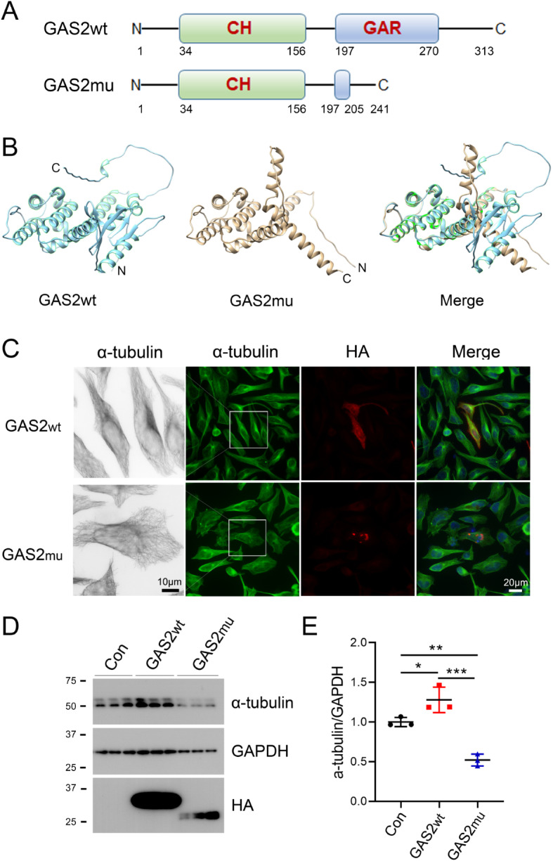 A novel variant in GAS2 is associated with autosomal dominant nonsyndromic hearing impairment in a Chinese family.