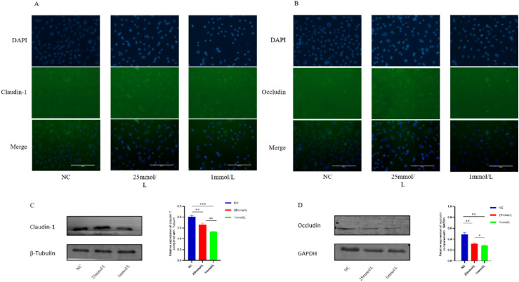 Severe hypoglycaemia-induced microglial inflammation damages microvascular endothelial cells, leading to retinal destruction.