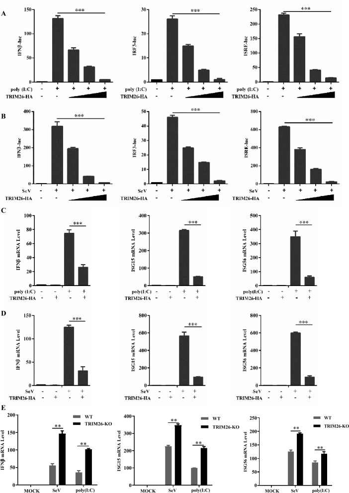 TRIM26 facilitates PRV infection through NDP52-mediated autophagic degradation of MAVS.