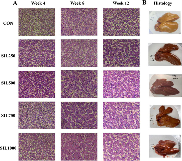 Dietary silymarin improves performance by altering hepatic lipid metabolism and cecal microbiota function and its metabolites in late laying hens.