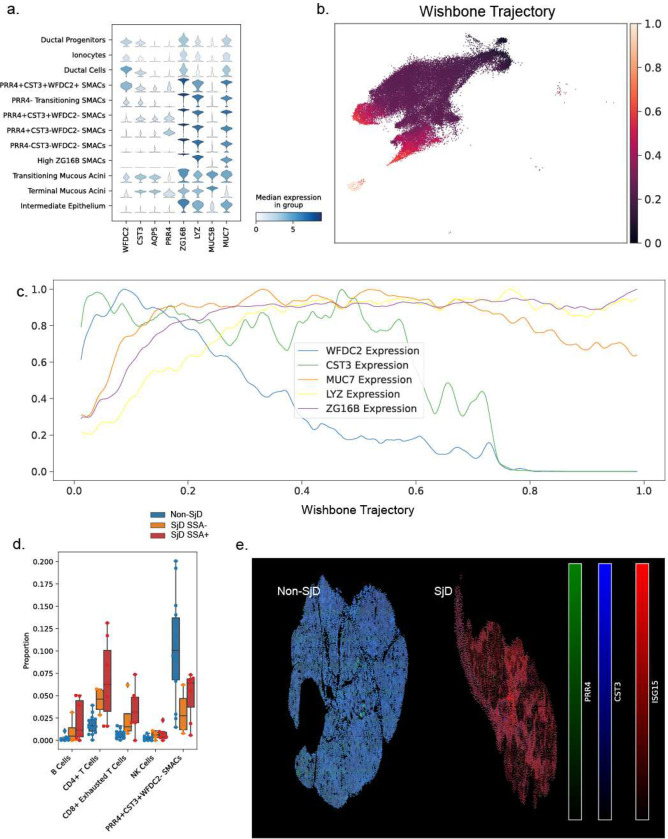 GZMK+CD8+ T cells Target A Specific Acinar Cell Type in Sjögren's Disease.
