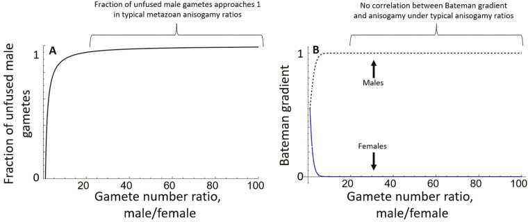The correlation between anisogamy and sexual selection intensity-the broad theoretical predictions.