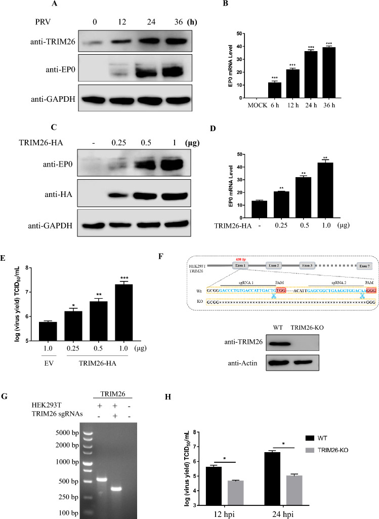 TRIM26 facilitates PRV infection through NDP52-mediated autophagic degradation of MAVS.