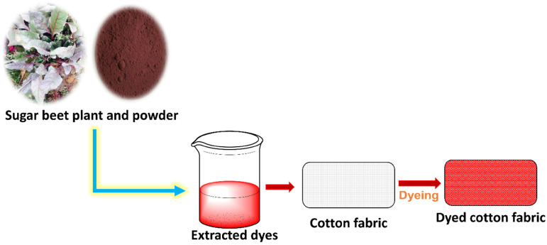 Sugar beet (<i>Beta vulgaris</i> L.) leaves as natural colorant for cotton dyeing using an ecofriendly approach toward industrial progress.