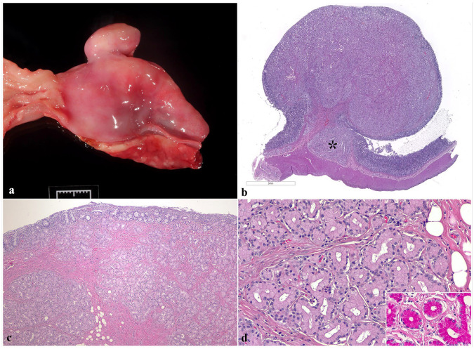 Brunner's gland adenomas in two cats.