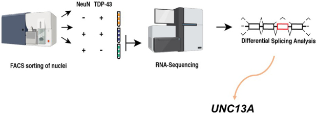 Abnormal Splicing Events due to Loss of Nuclear Function of TDP-43: Pathophysiology and Perspectives.