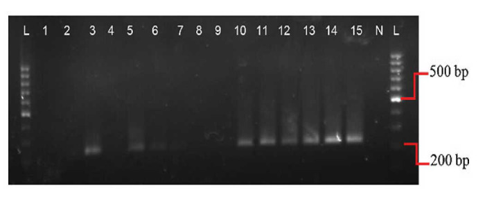 The Histone Deacetylase Inhibitor Trichostatin-A Modifies the Expression of Trichothecene Mycotoxin Regulatory Gene <i>Tri5</i> in <i>Fusarium graminearum</i>.