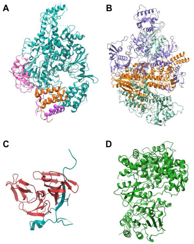 Computational Exploration of <i>Berberis lycium</i> Royle: A Hidden Treasure Trove for Antiviral Development.