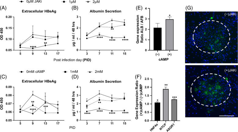 Long-term HBV infection of engineered cultures of induced pluripotent stem cell-derived hepatocytes.