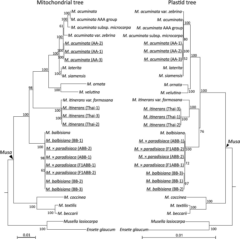 Phylogenomics identifies parents of naturally occurring tetraploid bananas.