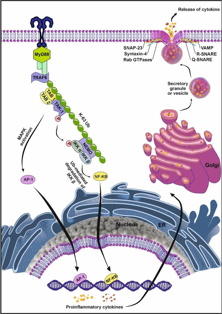 Role of Toll-like receptors in exosome biogenesis and angiogenesis capacity.