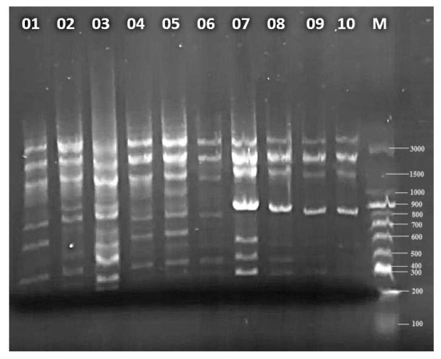 Genetic Diversity and Population Structure of Primary Tritipyrum Lines in Comparison with Bread Wheat Varieties and Triticale Lines using SCoT Markers.