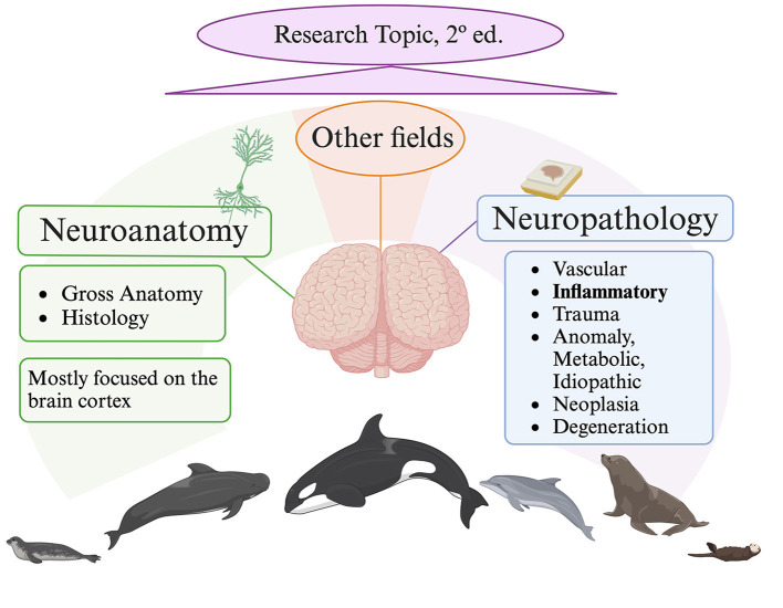 Editorial: New insights in the neuroanatomy and neuropathology of marine mammals.