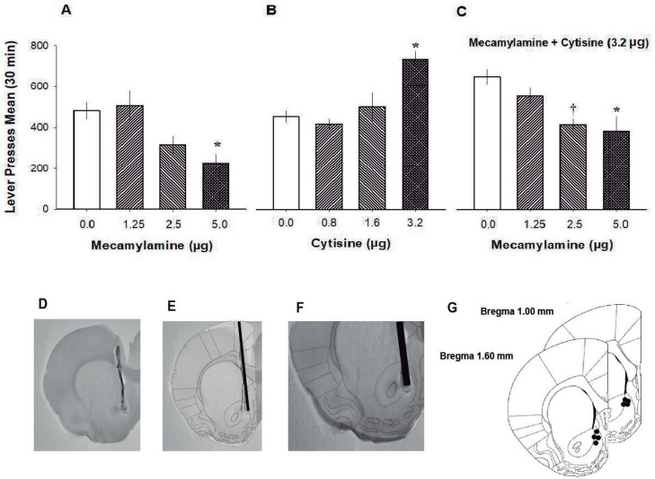 Mecamylamine Reverses the Effects of Cytisine on the Oral Self-administration of Ethanol in Rats.