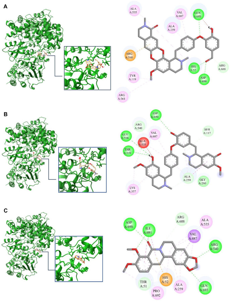 Computational Exploration of <i>Berberis lycium</i> Royle: A Hidden Treasure Trove for Antiviral Development.