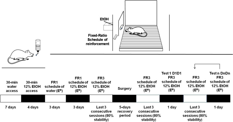 Mecamylamine Reverses the Effects of Cytisine on the Oral Self-administration of Ethanol in Rats.