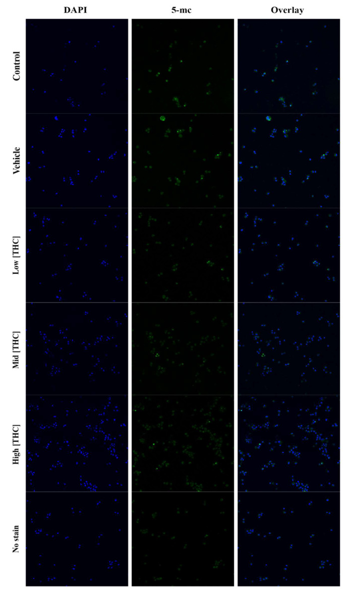 DNA methylation, but not microRNA expression, is affected by in vitro THC exposure in bovine granulosa cells.