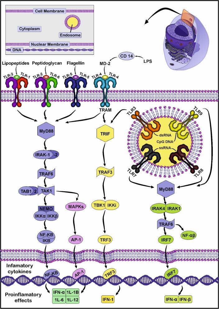 Role of Toll-like receptors in exosome biogenesis and angiogenesis capacity.
