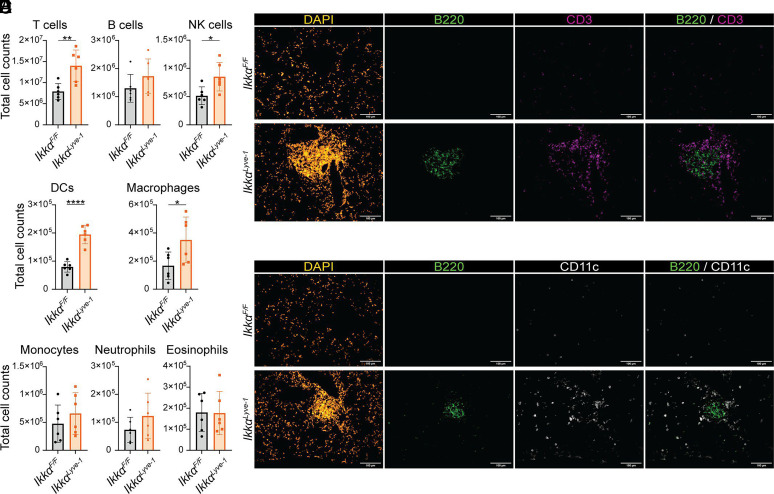 Loss of Lymphatic IKKα Disrupts Lung Immune Homeostasis, Drives BALT Formation, and Protects against Influenza.