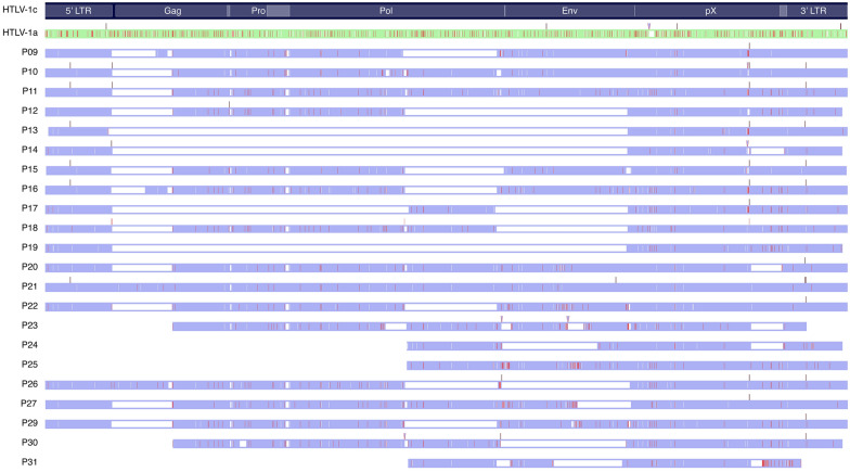 High level of genomic divergence in orf-I p12 and hbz genes of HTLV-1 subtype-C in Central Australia.