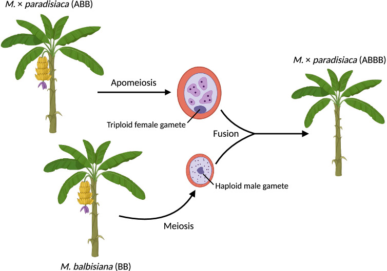Phylogenomics identifies parents of naturally occurring tetraploid bananas.