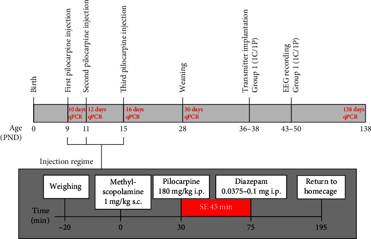 A Novel Rat Infant Model of Medial Temporal Lobe Epilepsy Reveals New Insight into the Molecular Biology and Epileptogenesis in the Developing Brain.