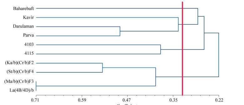 Genetic Diversity and Population Structure of Primary Tritipyrum Lines in Comparison with Bread Wheat Varieties and Triticale Lines using SCoT Markers.