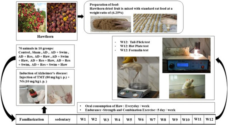 The interactive effects of different exercises and hawthorn consumption on the pain threshold of TMT-induced Alzheimer male rats.