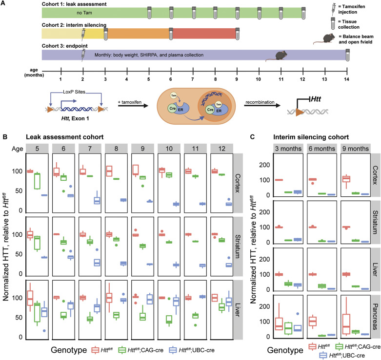 Global huntingtin knockout in adult mice leads to fatal neurodegeneration that spares the pancreas.