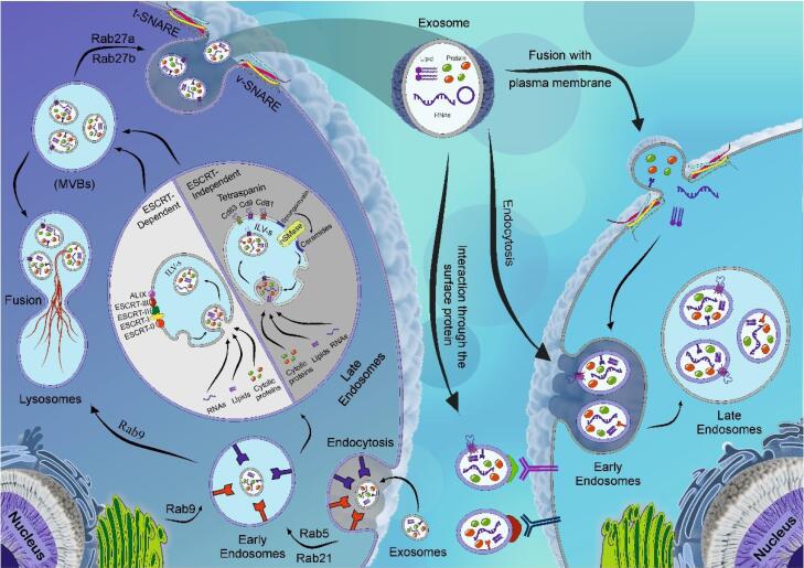 Role of Toll-like receptors in exosome biogenesis and angiogenesis capacity.