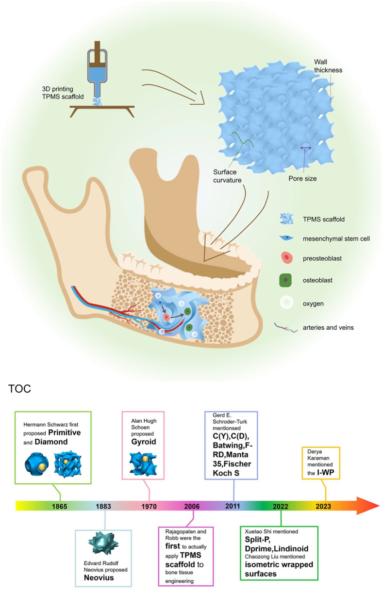 Novel 3D printed TPMS scaffolds: microstructure, characteristics and applications in bone regeneration.