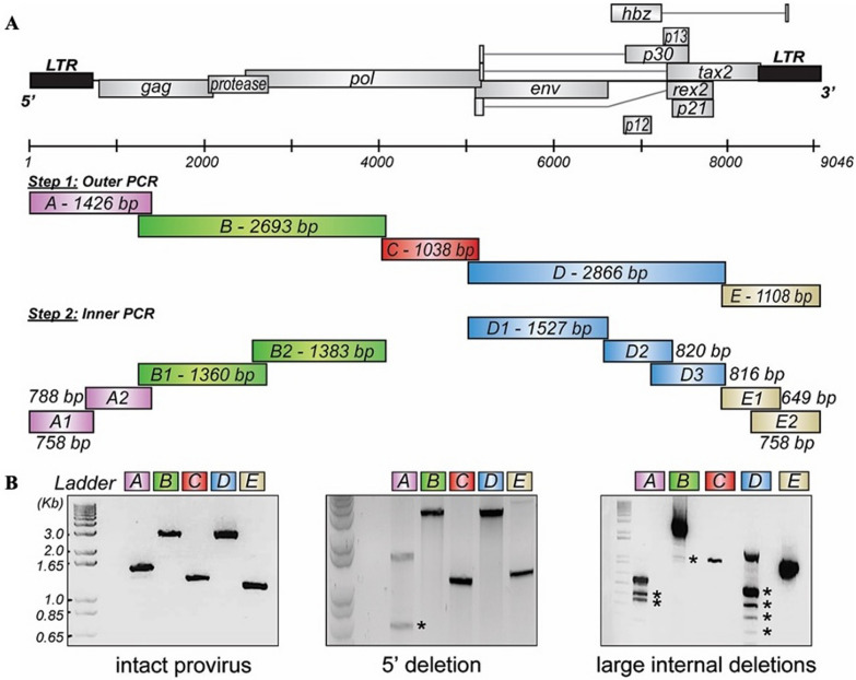 High level of genomic divergence in orf-I p12 and hbz genes of HTLV-1 subtype-C in Central Australia.