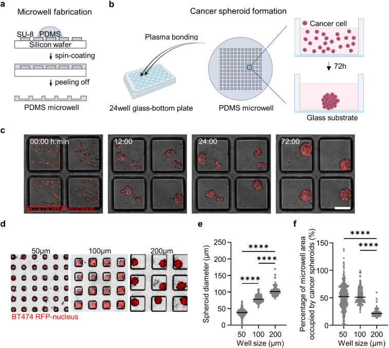 CAR T cell infiltration and cytotoxic killing within the core of 3D breast cancer spheroids under the control of antigen sensing in microwell arrays.