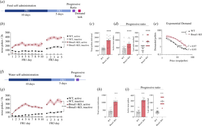 Lack of Bmal1 leads to changes in rhythmicity and impairs motivation towards natural stimuli.