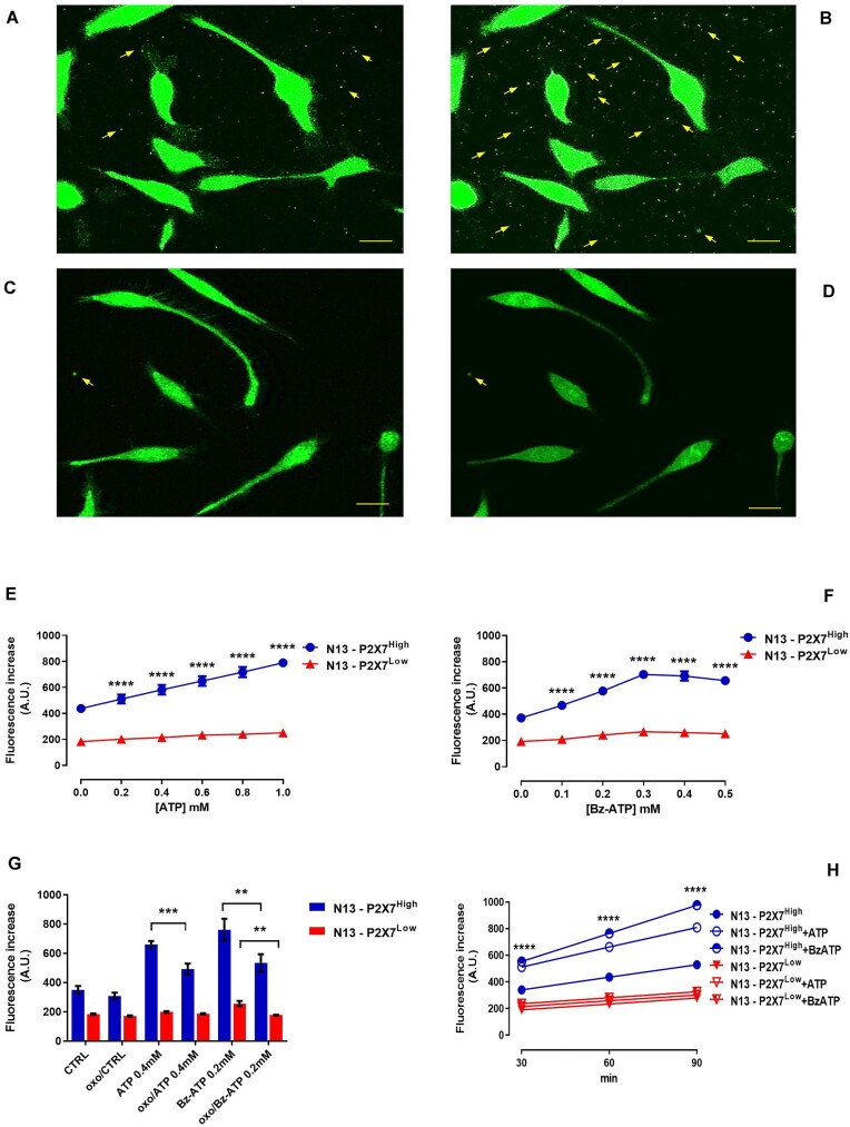 The P2X7 Receptor is a Master Regulator of Microparticle and Mitochondria Exchange in Mouse Microglia.