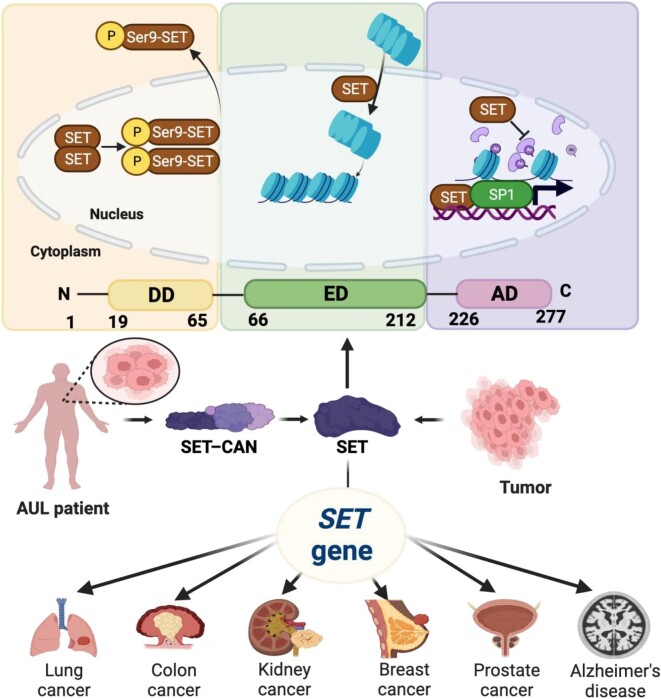 The next decade of SET: from an oncoprotein to beyond.